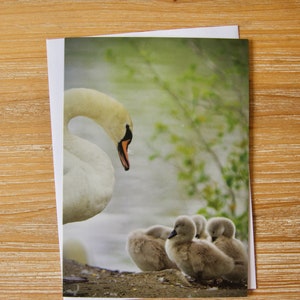 Schwanenfamilie Karte | UK Wildtier Fotografie Karte | Cygnet Blank Grußkarte | Schwan Fotografie Grußkarte | Mütter Geburtstagskarte