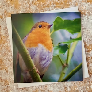 Carte de Noël de Robin et Holly | Cartes de Noël écologiques | Carte photographique de Noël de faune du Royaume-Uni | Lot de cartes de Noël Robin | Photographie de nature