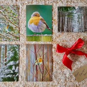 Collezione di cartoline di Natale/Set di cartoline di Natale fotografiche/Confezione multipla di biglietti di Natale naturali Berkshire UK/Pacchetto di biglietti di Natale ecologici