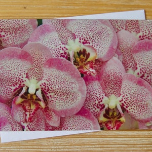 Rosa Orchidee Karte | Orchidee Geburtstagskarte | Blanko-Fotokarte | Orchidee Grußkarte | Fotografie Grußkarte | Orchidee Valentinstag Karte