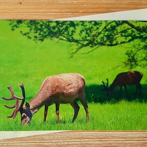 Biglietto di auguri con cervo al pascolo / Biglietto fotografico con animali selvatici / Biglietto di auguri ecologico / Biglietto di auguri con fotografia naturalistica nel Regno Unito / Biglietto di auguri di compleanno con cervo per papà