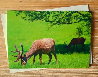 Grazing Deer Card | Wildlife Photographic Card | Eco Friendly Greeting Card | UK Wildlife Photography Notecard | Deer Birthday Card For Dad