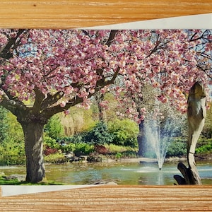 Kaart van de boom van de kersenbloesem | Fotokaartpakket | Lege alledaagse wenskaart | Britse landschapsfotografie Notitiekaart | Lente natuurkaart