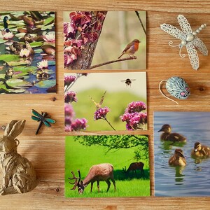 Collezione di biglietti sulla fauna selvatica / Set di biglietti fotografici / Biglietti di auguri vuoti per tutti i giorni / Pacchetto di biglietti fotografici sugli animali del Regno Unito / Biglietti di auguri ecologici