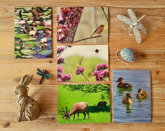 Wildlife Card Collection | Photographic Card Set | Blank Everyday Greeting Cards | UK Animal Photography Card Pack | Eco Friendly Notecards