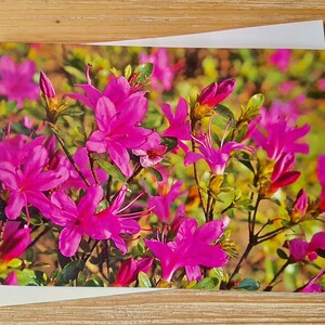 Biglietto di auguri con azalea rosa / biglietto di compleanno fotografico floreale / biglietto vuoto di ogni giorno / biglietto di appunti fotografico floreale / biglietto floreale di San Valentino