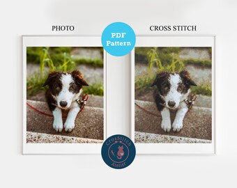 Może przedstawiać: Czarno-białe szczenię border collie siedzi na betonowych schodach z czerwoną smyczą. Szczenię patrzy prosto w kamerę. Tło to rozmyte zdjęcie zielonej trawy i betonowej ściany.