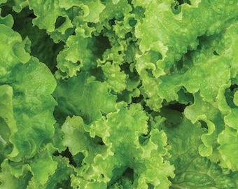 May include: Close-up of fresh, green lettuce leaves with a slightly wet texture.