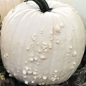 May include: A white pumpkin with a bumpy, textured surface. The pumpkin has a green stem.