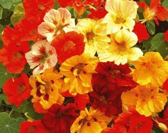 35 Nasturtium, Dwarf Jewel Mix Seeds. Ships free