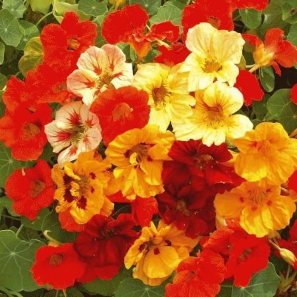 35 Nasturtium, Dwarf Jewel Mix Seeds. Ships free