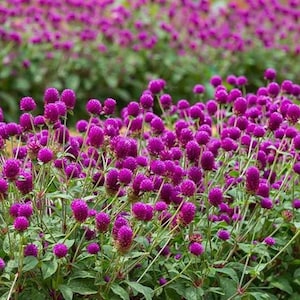 Globe Amaranth, Gomphrena, Dry Flowers, Dried, Red, Fuchsia Pink, Rose  Pink, Dry Flowers, Floral, Wedding, Wildflowers Floral Arrangements 