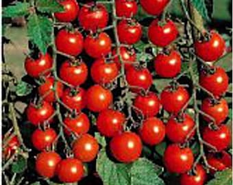 50 Flavor Bomb Cherry Tomato Seeds. Ships free