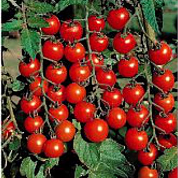 50 Flavor Bomb Cherry Tomato Seeds. Ships free