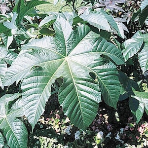 May include: A large, green, star-shaped leaf with a prominent central vein and many smaller veins radiating outwards. The leaf has several holes in it, giving it a slightly damaged appearance.