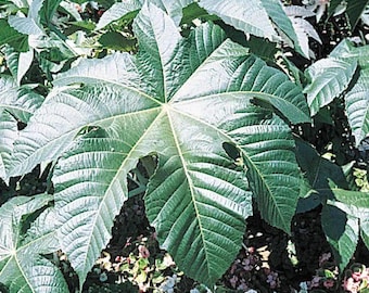 35 Giant Zanzibar Wonder Tree Castor Exotic Seeds. Ships free
