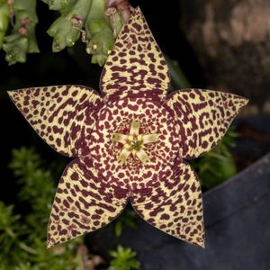 Orbea Variegata. Starfish Cactus Rooted Starter Plant.