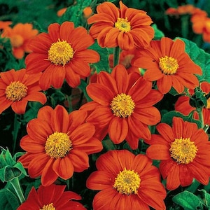 May include: A close-up of a cluster of bright orange flowers with yellow centers. The flowers have many petals and are arranged in a circular pattern. The flowers are in focus, while the green leaves behind them are blurred.
