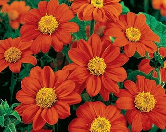 50 Fiesta Del Sol Tithonia Seeds.