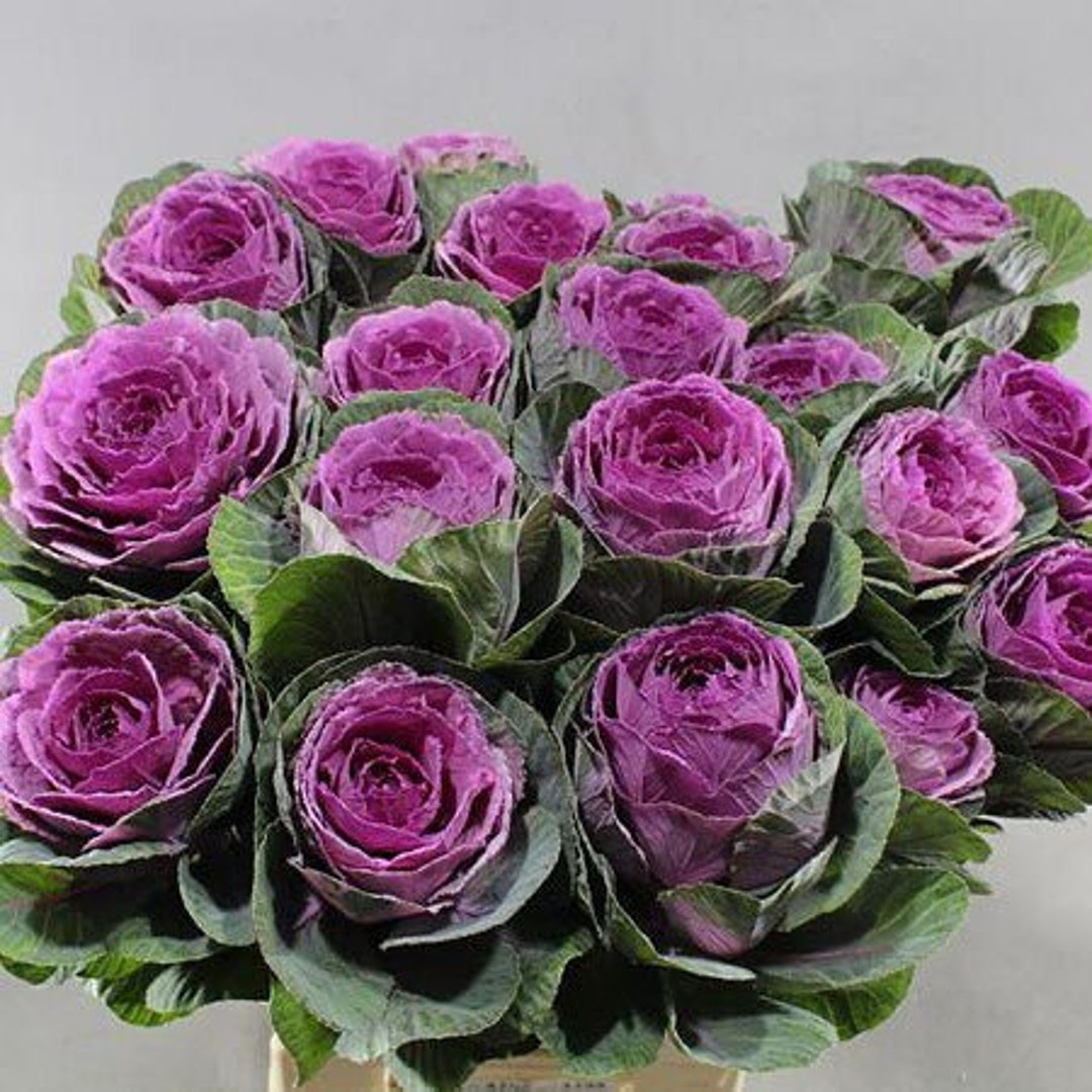 10 Condor Red Ornamental Kale Seeds. Ships Free - Etsy