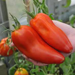 May include: Two large, bright red heirloom tomatoes, one held in a hand, with green stems and leaves.