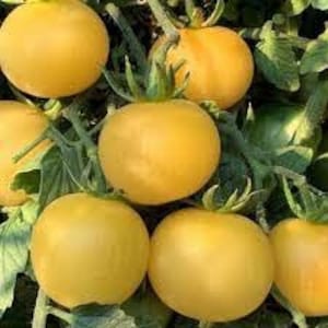 May include: Close-up of several yellow tomatoes growing on a vine. The tomatoes are round and smooth, with a bright yellow color.