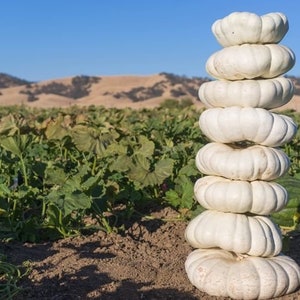 May include: A stack of eight white pumpkins, arranged in a tower, in a field of green pumpkin plants.