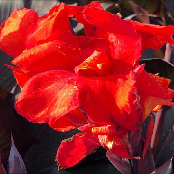 50 Red Velvet Canna Lily seeds. Ships free