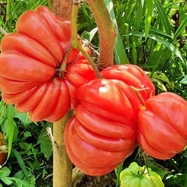 40 Mushroom Basket Tomato Seeds. Ships free