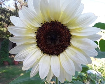 15 White Nite Sunflower Seeds. Ships free