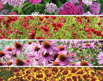 200 Shade Wildflower Seed Mix. Ships free