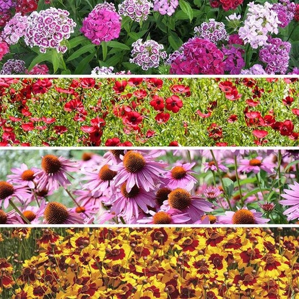 200 Shade Wildflower Seed Mix. Ships free