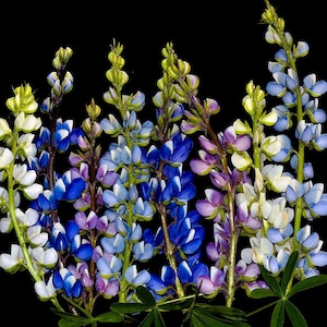 May include: A close-up of lupine flowers in shades of blue, purple, and white against a black background. The flowers are in full bloom, with detailed petals and green stems. The image highlights the natural beauty of the flowers.