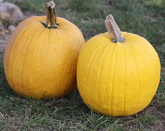 10 Mellow Yellow Pumpkin Seeds. Ships free