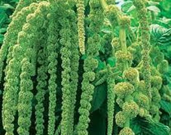50 Green Love Lies Bleeding Amaranth. Ships free.
