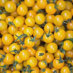 May include: A close-up shot of a pile of ripe, yellow cherry tomatoes. Each tomato has a smooth, round shape and is attached to a green stem with small leaves. The tomatoes are densely packed together, creating a vibrant and fresh display.