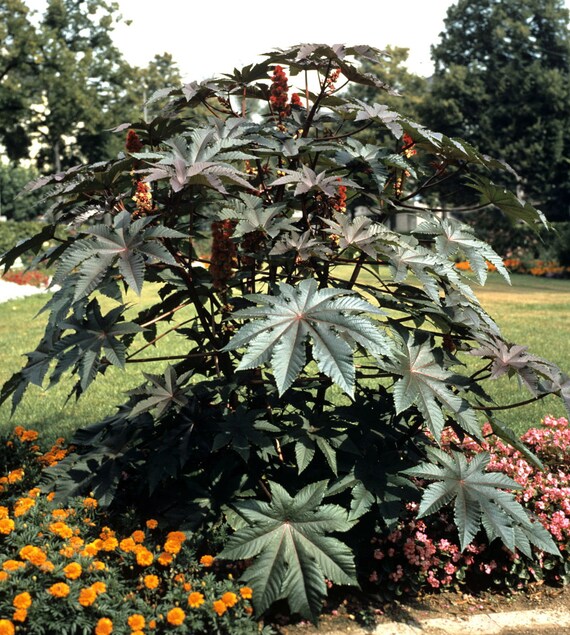 35 Seeds. Giant Castor Bean. Free Shipping. Etsy