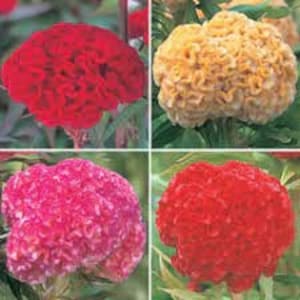 200 Chief Mix Celosia Cristata. Cockscomb Seeds. Ships free