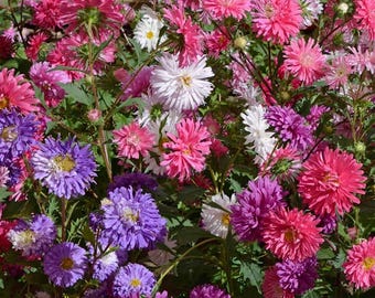 May include: A close-up of a variety of colorful aster flowers in bloom. The flowers are pink, purple, white, and blue.