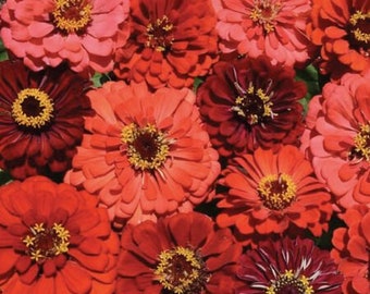 100 Berry Tart Zinnia Mix Seeds. Ships free