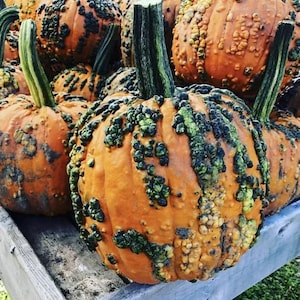 May include: A close-up of several orange pumpkins with green and brown bumpy warts. The pumpkins are arranged in a pile on a wooden surface.