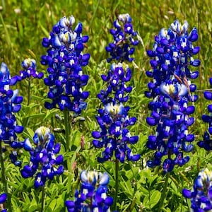 May include: A field of bluebonnet wildflowers in bloom. The flowers are a vibrant blue with white centers and are arranged in clusters. The flowers are growing in a field of green grass.