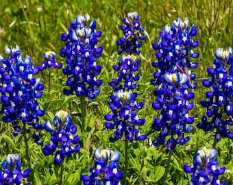 May include: A field of bluebonnet wildflowers in bloom. The flowers are a vibrant blue with white centres and are arranged in clusters. The flowers are growing in a field of green grass.