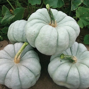 May include: Four pale blue pumpkins with green stems. The pumpkins are arranged in a pile, with the largest pumpkin on top.