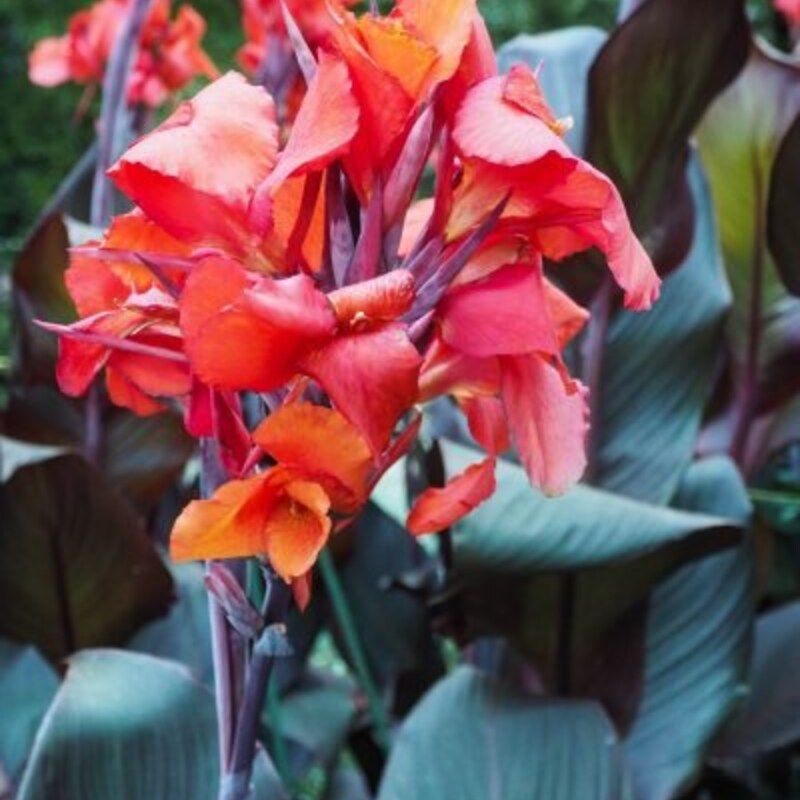 5 Cleopatra Canna Lily Rhizome Bulbs – Stunning Red & Yellow Blooms – 100% Organic