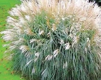 100 Silver Morning Light Maiden Grass Miscanthus Seeds. Ships free