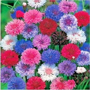 May include: A bouquet of colorful cornflowers in shades of blue, pink, red, and white. The flowers are arranged in a cluster, with some blooms facing the camera and others facing away.