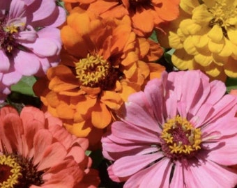 100 Peach Cobbler Zinnia Mix Seeds. Ships free