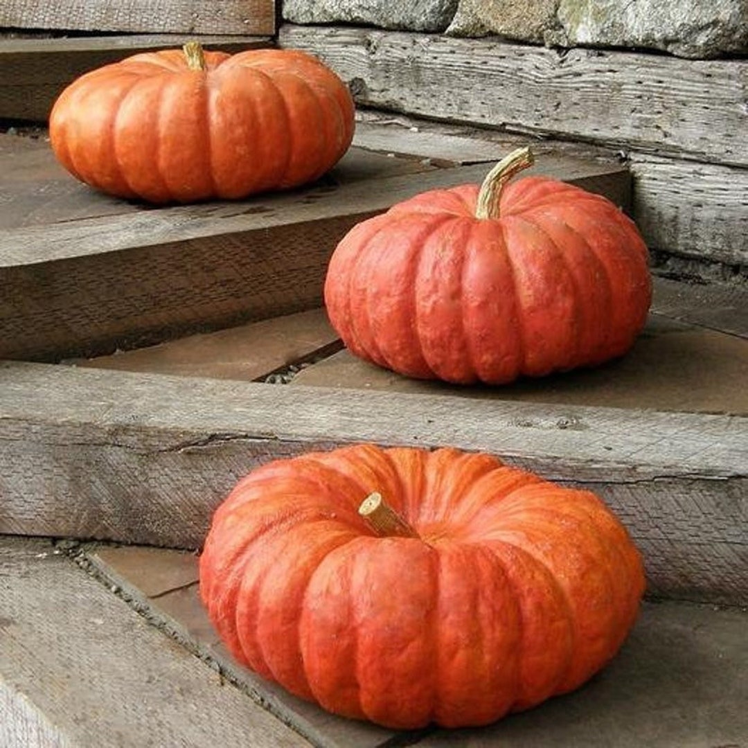 30 Cinderella Pumpkin Seeds Etsy