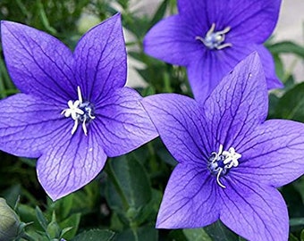 200 Balloon flower seeds(white, blue). Ships free